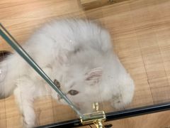 -袖虎·猫馆(体育西路店)