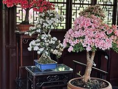 -上海醉白池公园