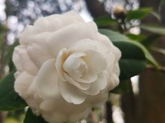 -金花茶公园