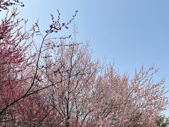 -扬州市茱萸湾风景区