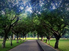 中山大学(南校区)-中山大学学者灵芝(园南路店)