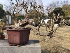 -上海醉白池公园