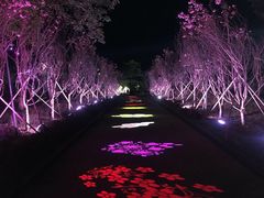 -天适樱花悠乐园