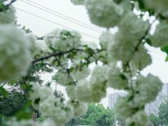 -大龙山(地铁站)