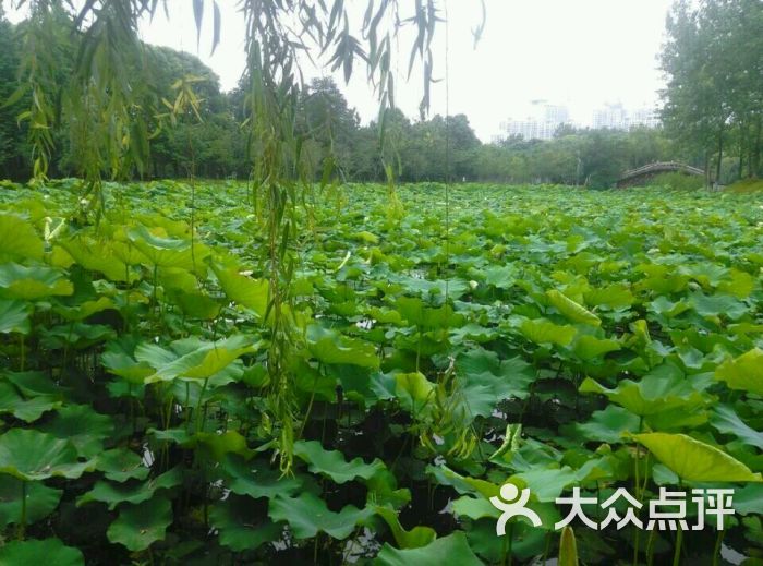 世纪公园图片 - 第9734张