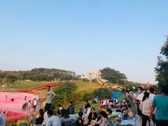 -大塘金香草谷