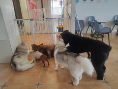 -Let's go狗咖·猫咖·奶狗·桌游(春熙路IFS店)