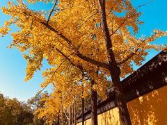 -西园戒幢律寺