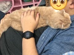 -糯米喵星人·撸猫猫舍咖啡馆(西市场嘉华店)