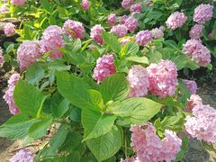 -上海共青森林公园