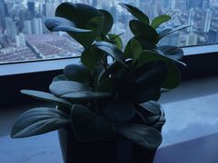 -上海龙之梦万丽酒店