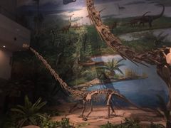 -自贡恐龙博物馆