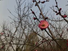 -秀丽东方