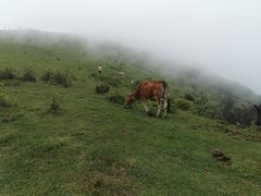 -大姆山草场