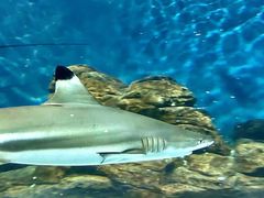 -上海海洋水族馆