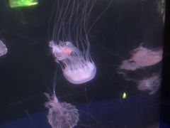 -重庆欢乐海底世界