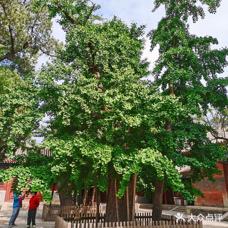 来北京燕京八绝博物馆打卡啦！