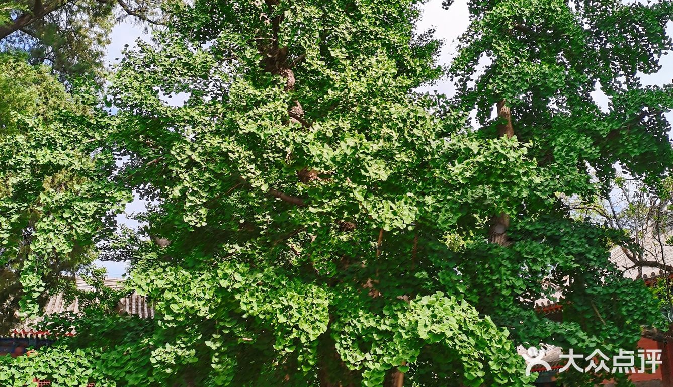 来北京燕京八绝博物馆打卡啦！