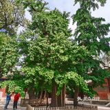 来北京燕京八绝博物馆打卡啦！