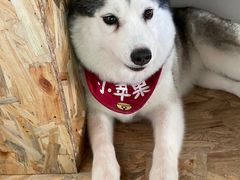 -Husky Go! 哈士奇体验馆·宠物咖啡厅狗咖