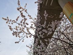 -桃花堤公园