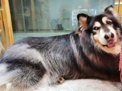 -more than meow吴止猫主题餐厅(承德 中船汇店)