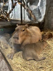 -Zoolung Zoolung动物主题公园(海信广场店)