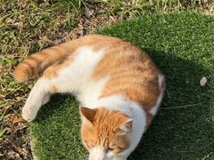 -后卫寨猫耳朵(后卫寨店)