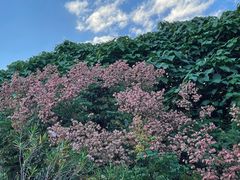 -深圳湾公园(南山区)