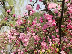 -南汇桃花村