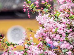-苏州上方山国家森林公园