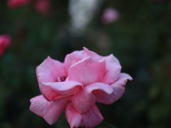 -人民公园(罗湖区)