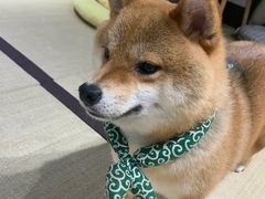 -逗柴咖啡屋·狗咖猫咖宠物桌游