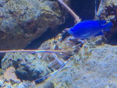 -大连圣亚海洋世界
