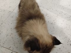 -喵园·猫主题咖啡厅·撸猫·猫咖(国贸店)