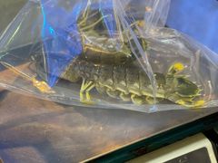 -協成海鮮火鍋(老店)