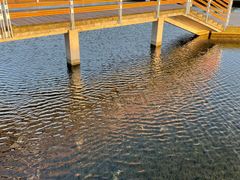 -春花秋色城市公园