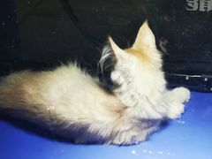 -华声天桥民俗文化园