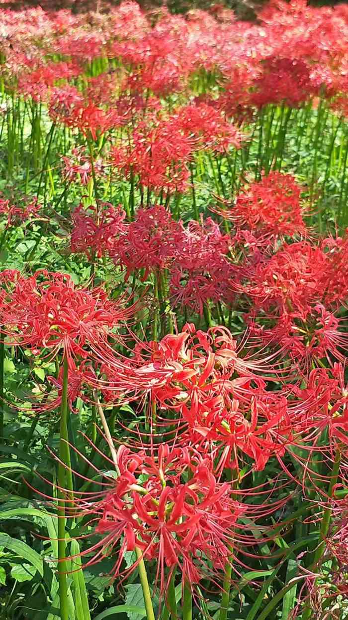 彼岸花 巾著田曼珠沙华公园-"高丽巾着田の曼珠沙华真的好漂亮.