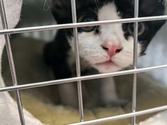-纳吉亚猫专科动物医院·北北分院