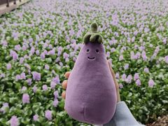 -洋湖国家湿地公园