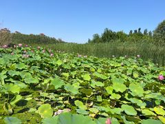 -马家湾湿地公园