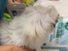 -瑞派宠物医院·24h·骨外科·皮肤科·全科宠物医疗转诊中心(沈阳浑南院)