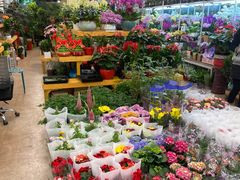 -双季花艺园艺市场(浦东店)