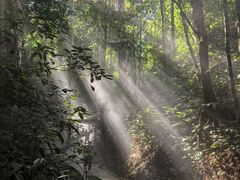 -西双版纳原始森林公园