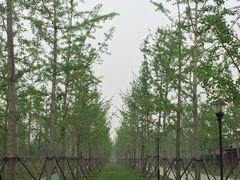 -东园小馆·早茶·淮扬小炒(宋夹城店)