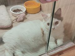 -屋虎猫馆(宝安大仟里店)