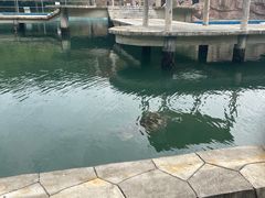 -广东惠东海龟国家级自然保护区