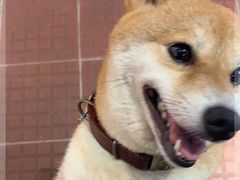 -柴犬高等学院·狗咖·柴犬售卖·宠物训练