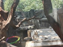 -青藏高原野生动物园